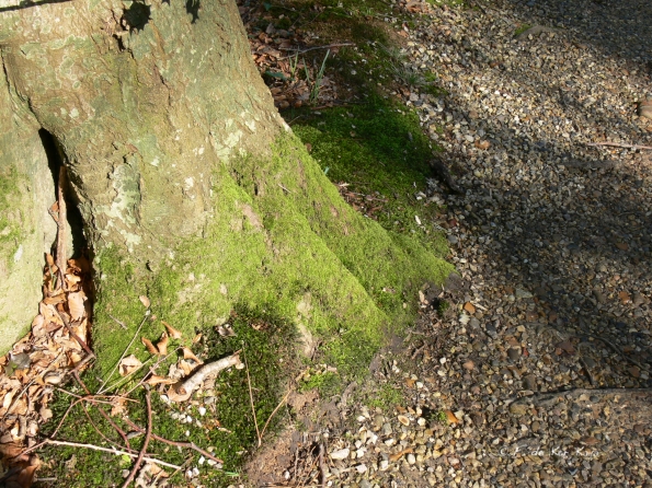 Bois des Moutiers (35) mars 2012